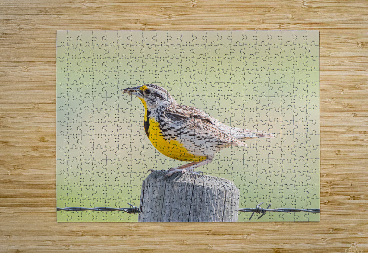 Western Meadowlark 0432 Bryan Bosley Puzzle printing
