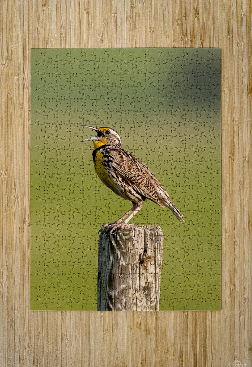 Western Meadowlark 9602 Bryan Bosley Puzzle printing