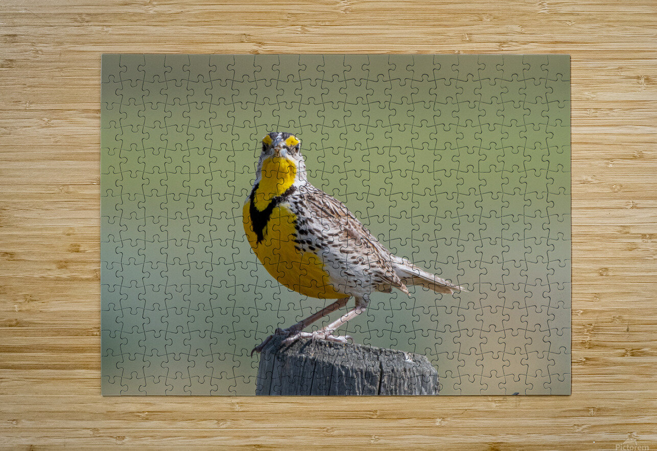 Western Meadowlark 0452 Bryan Bosley Puzzle printing