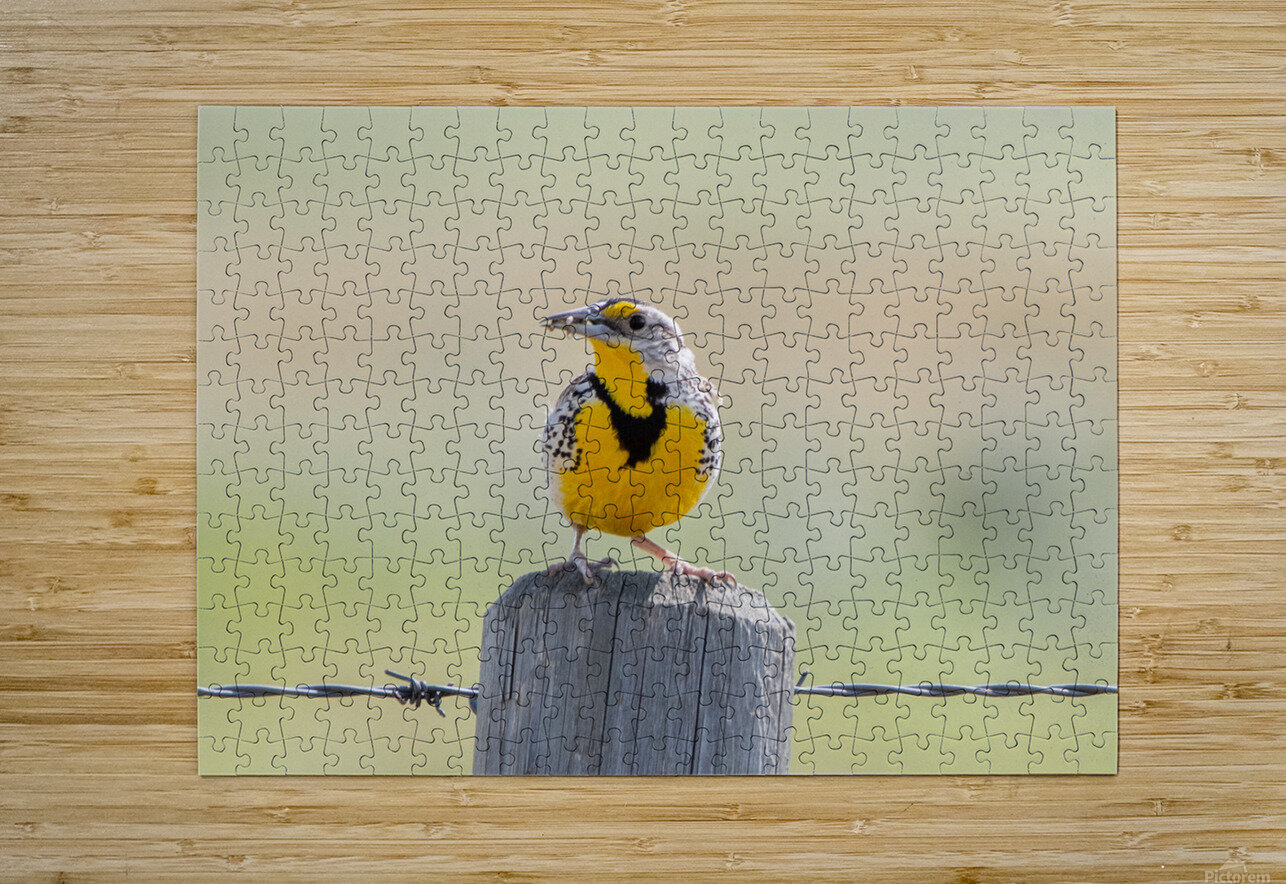 Western Meadowlark 0421 Bryan Bosley Puzzle printing