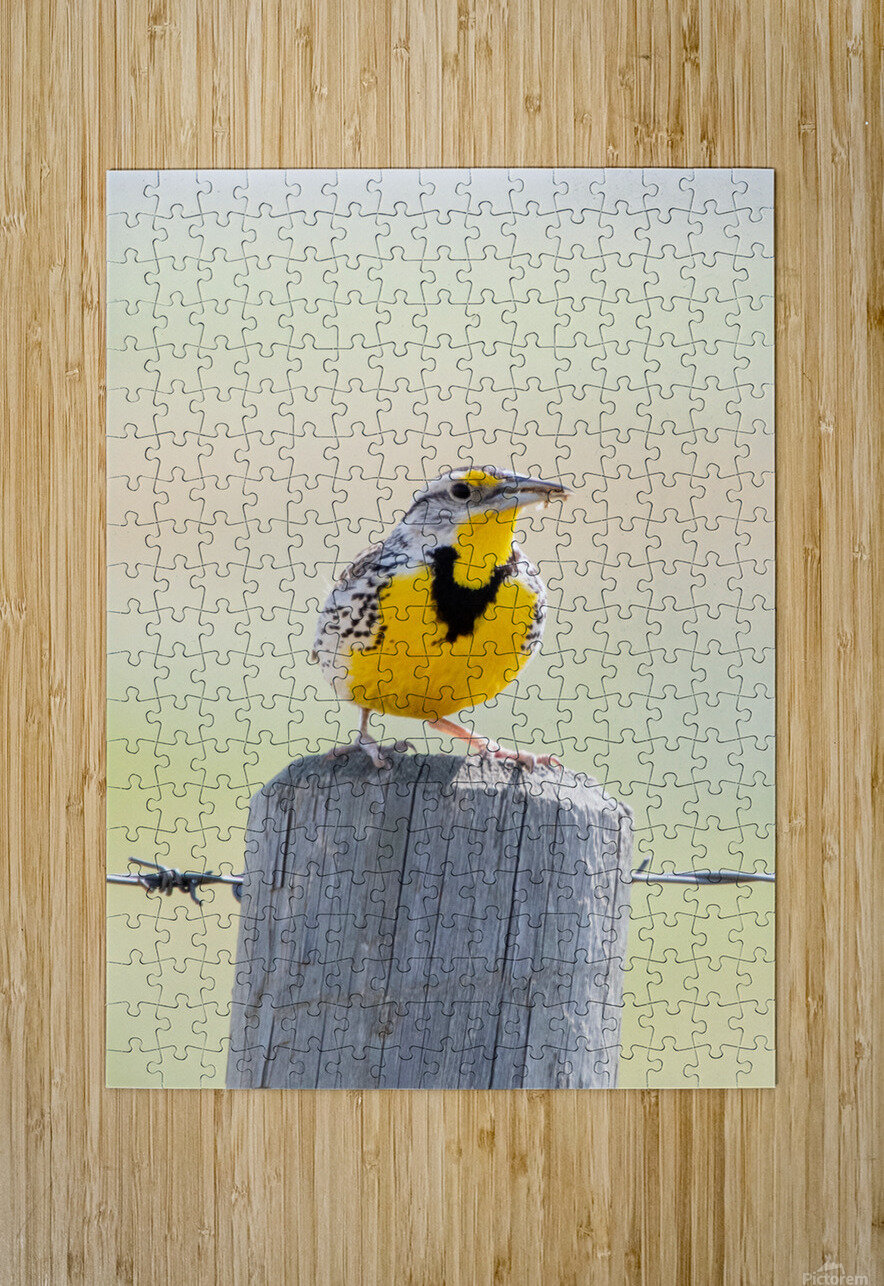 Western Meadowlark 0428 Bryan Bosley Puzzle printing