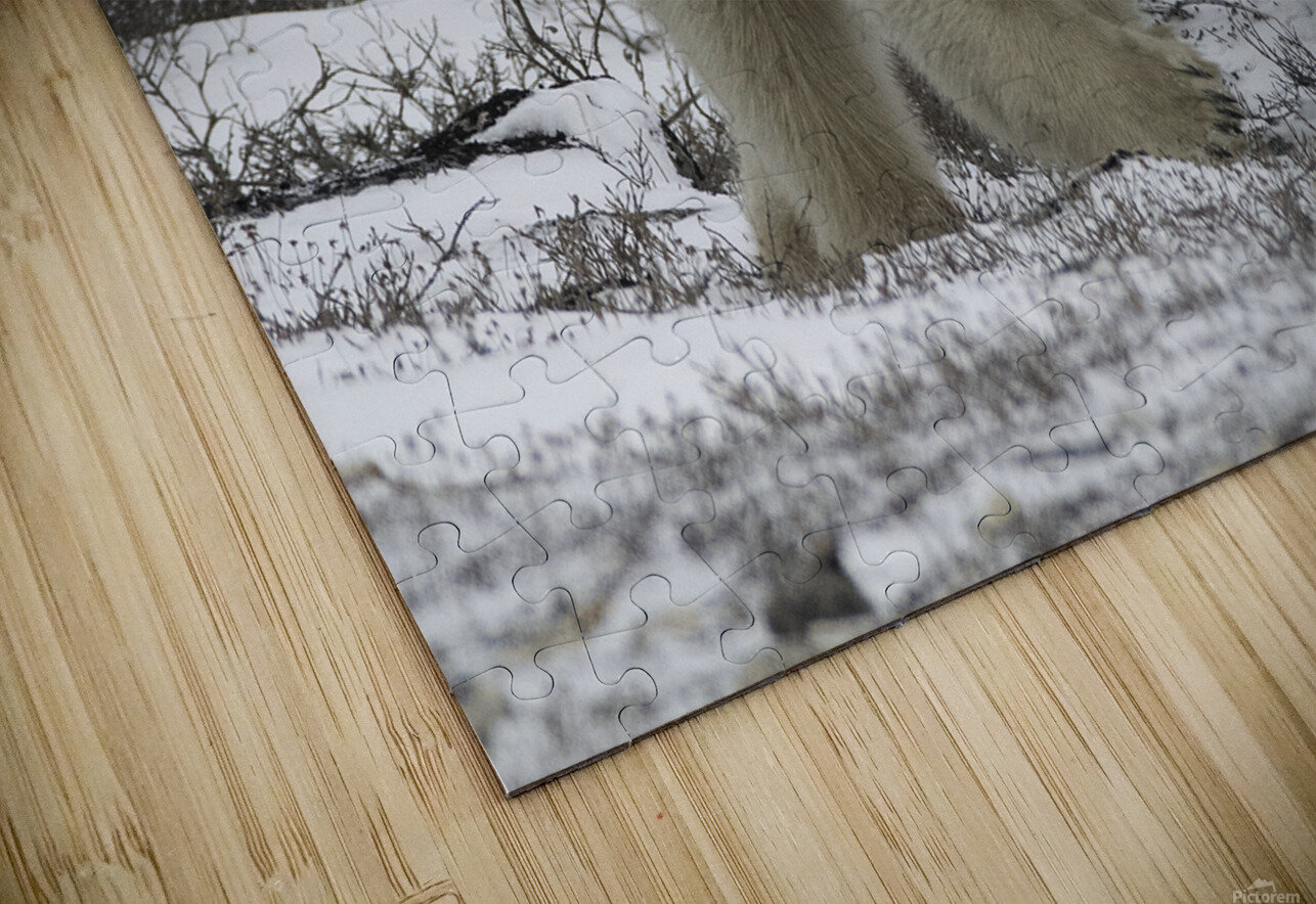 Polar Bear Bryan Bosley Puzzle