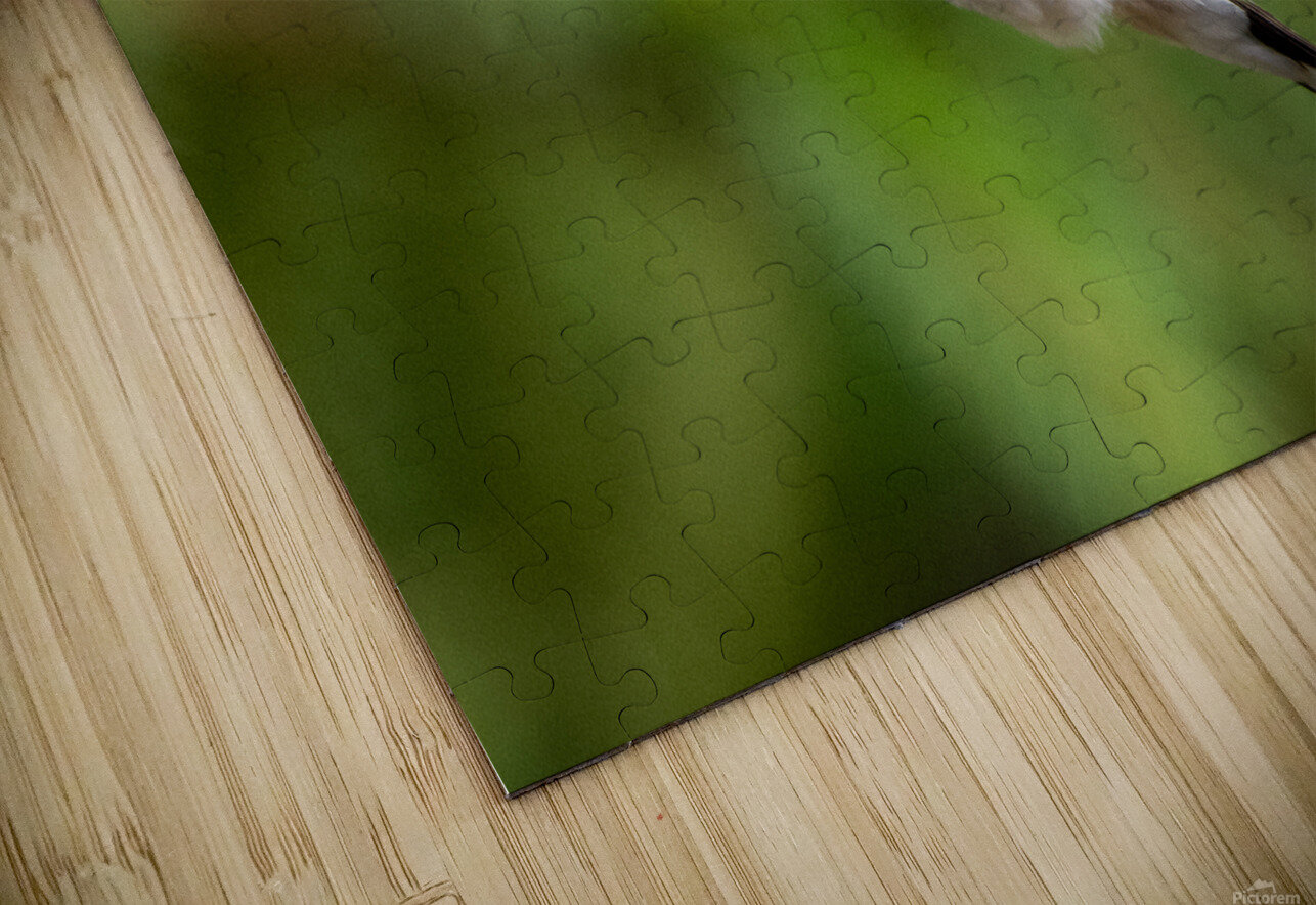 Female Ruby throated Hummingbird 1425 Bryan Bosley Puzzle