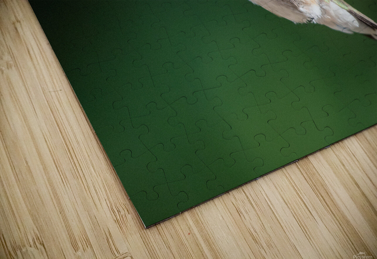 Female Ruby throated Hummingbird 0974 Bryan Bosley Puzzle