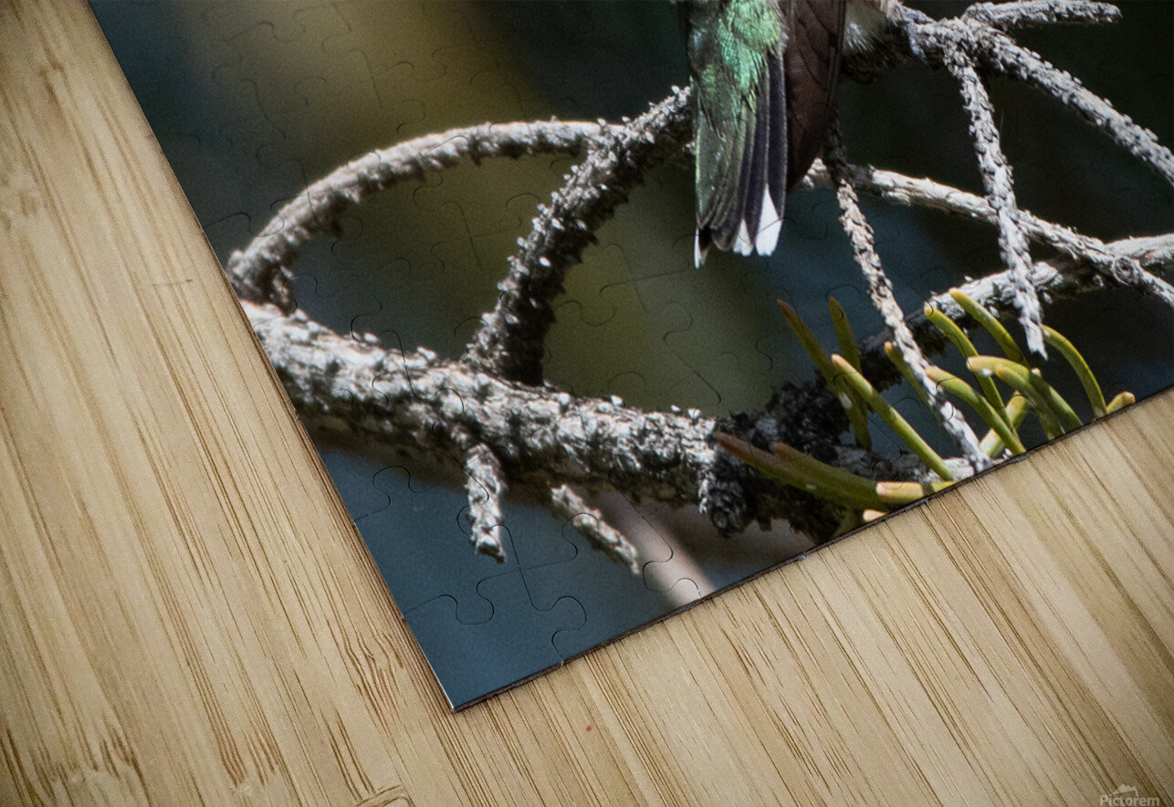 Female Ruby throated Hummingbird 1384 Bryan Bosley Puzzle