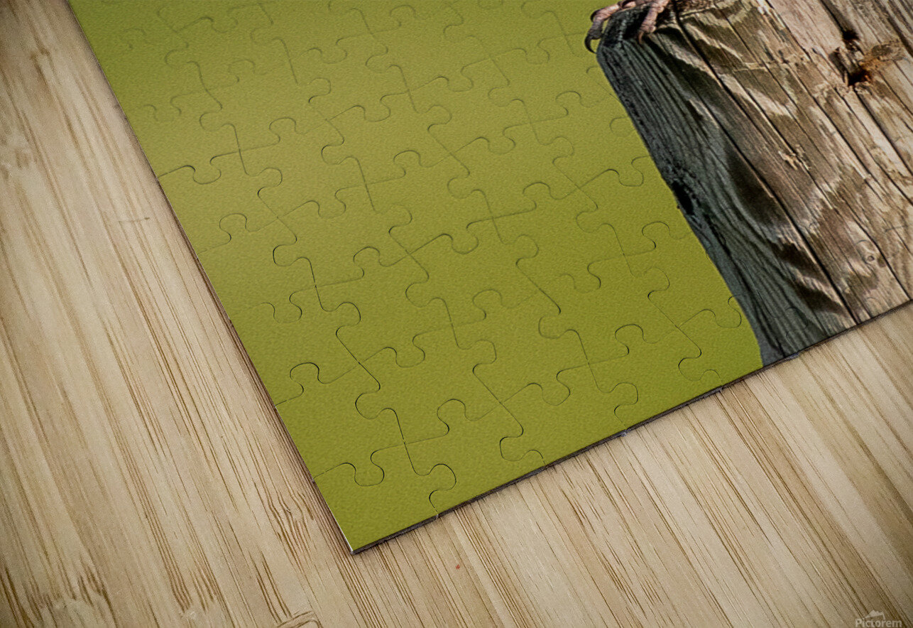 Western Meadowlark 9602 Bryan Bosley Puzzle