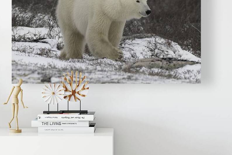 Polar Bear by Bryan Bosley