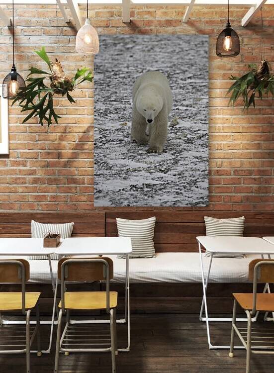 Polar Bear 4578 by Bryan Bosley