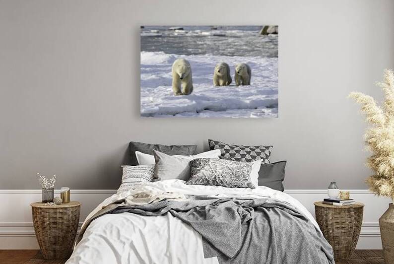 Polar Bear Mother and Cubs by Bryan Bosley