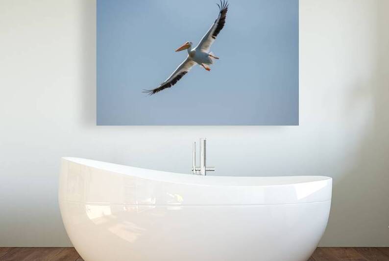 Pelicans 0651 by Bryan Bosley