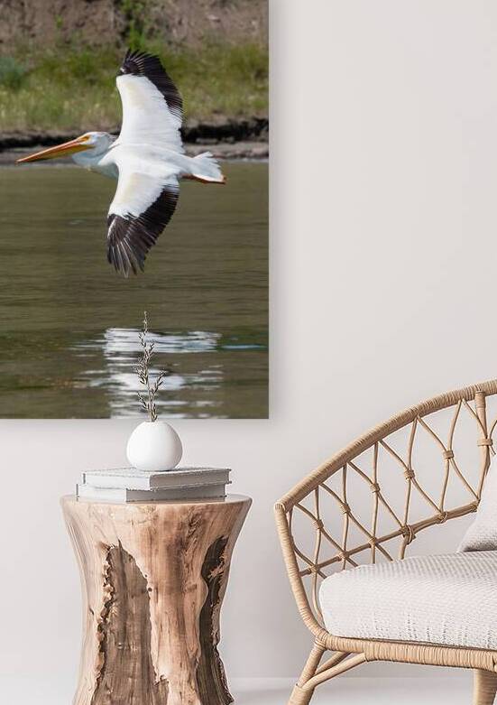 Pelicans 9976 by Bryan Bosley