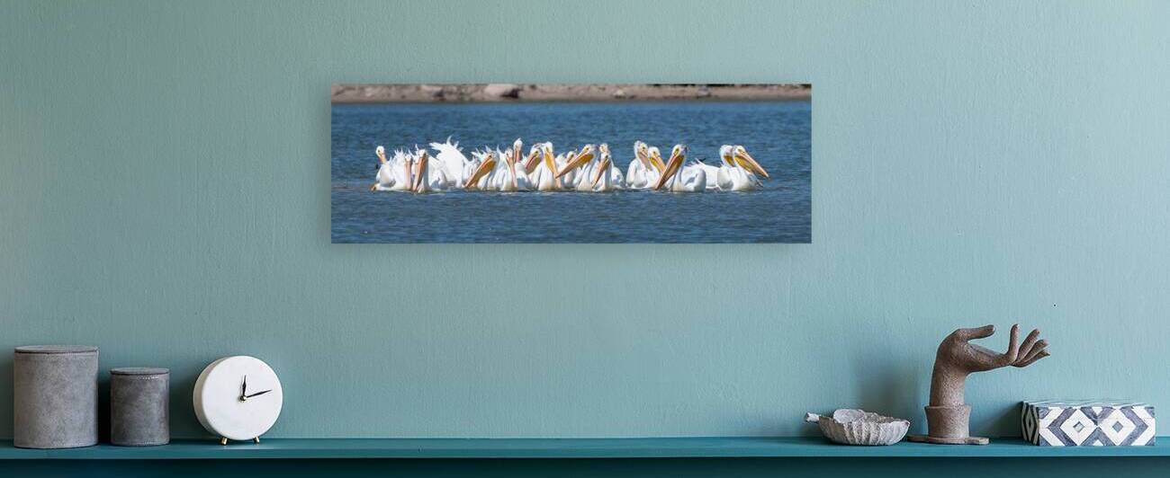 Pelicans 0150 by Bryan Bosley