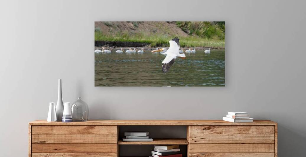 Pelicans 9972 by Bryan Bosley