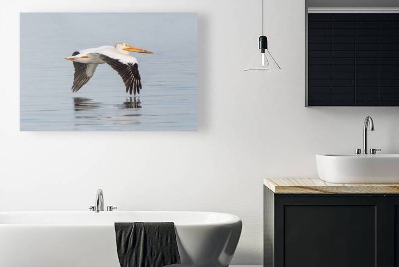 Pelicans 0253 by Bryan Bosley