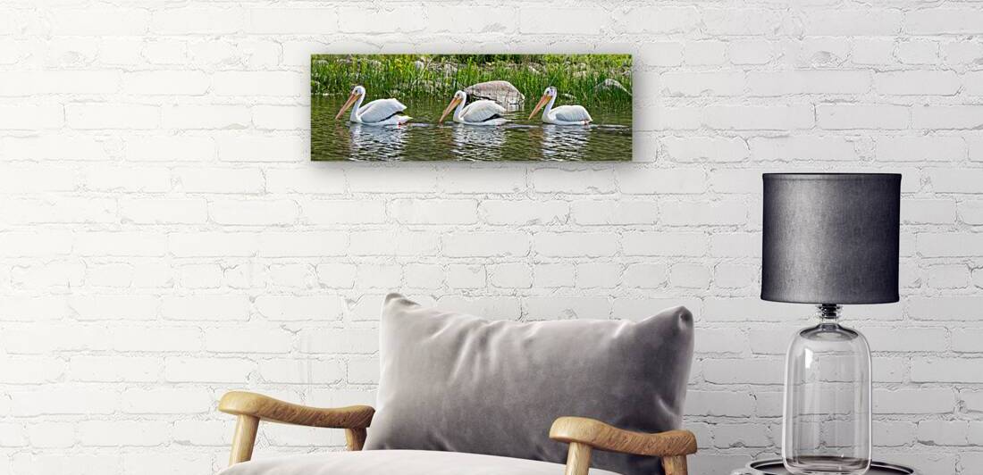 Pelicans 9837 by Bryan Bosley