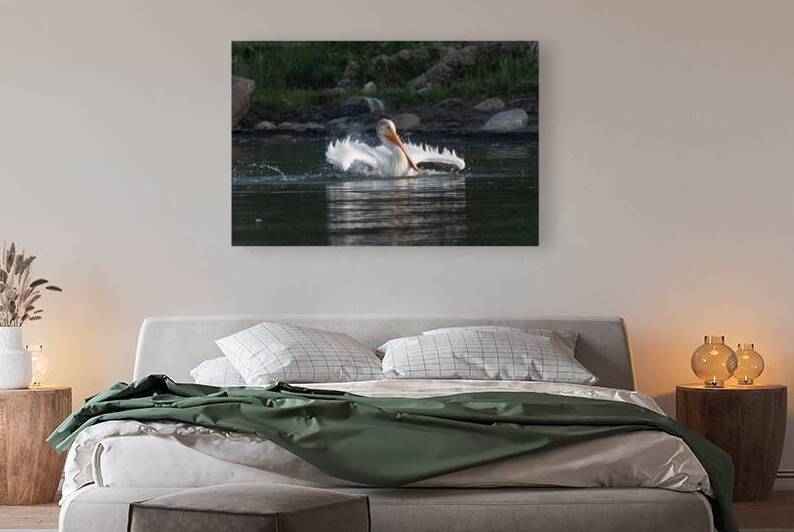 Pelicans 0292 by Bryan Bosley