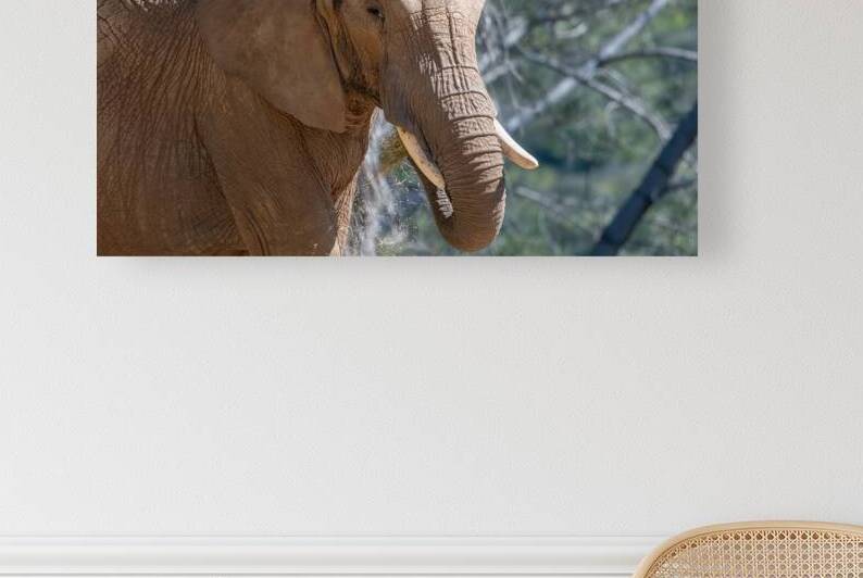 Elephant 7937 by Bryan Bosley