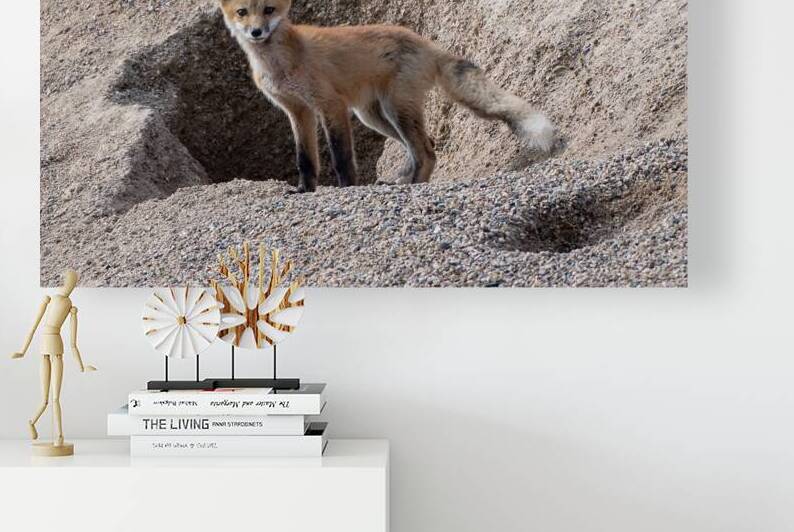 Red Fox 9081 by Bryan Bosley