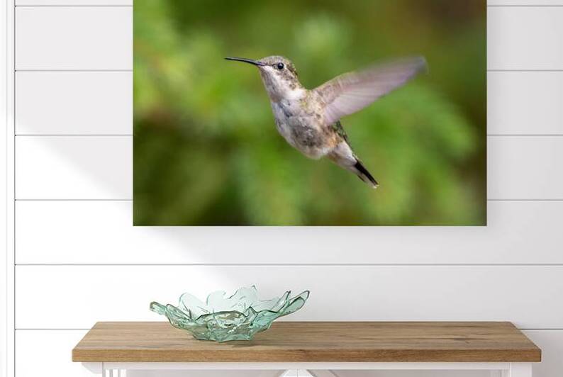 Female Ruby throated Hummingbird 1425 by Bryan Bosley