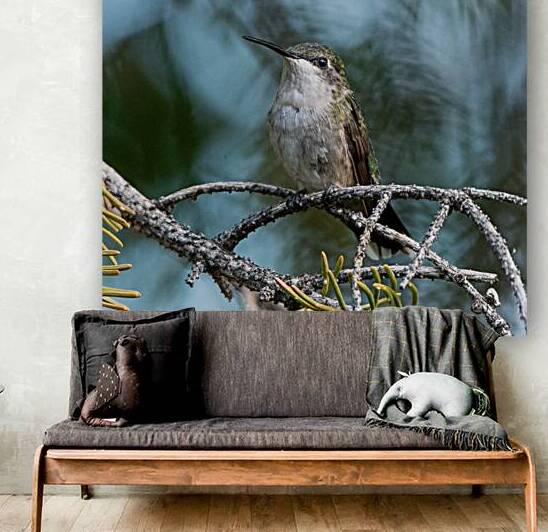 Female Ruby throated Hummingbird 1389 by Bryan Bosley