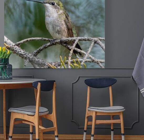 Female Ruby throated Hummingbird 1411 by Bryan Bosley