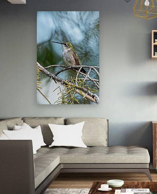 Female Ruby throated Hummingbird 1409 by Bryan Bosley