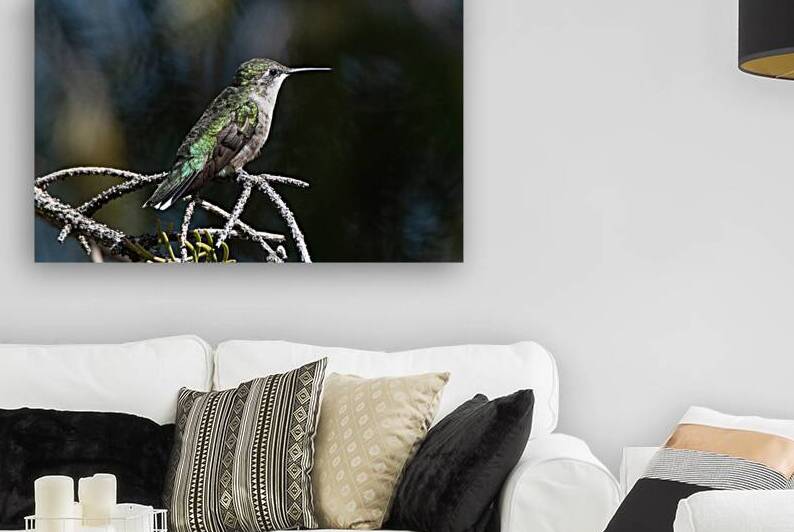 Female Ruby throated Hummingbird 1384 by Bryan Bosley