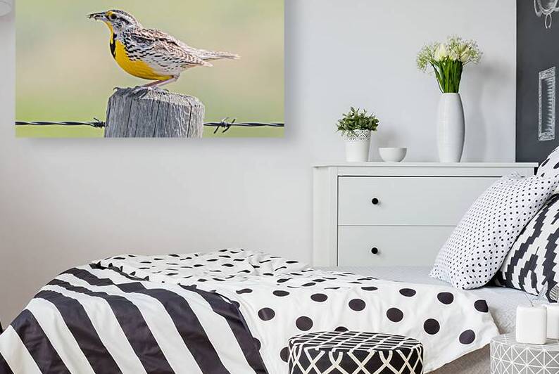 Western Meadowlark 0432 by Bryan Bosley