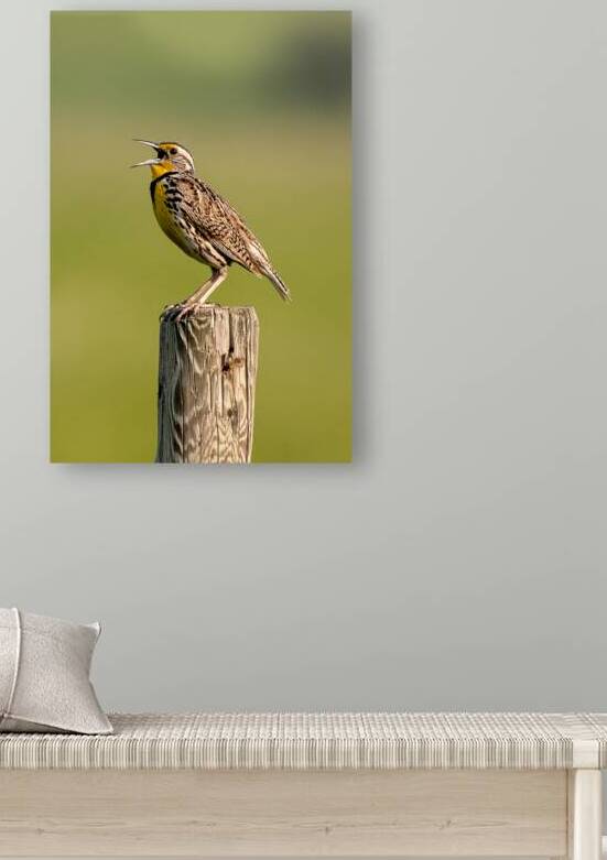 Western Meadowlark 9602 by Bryan Bosley