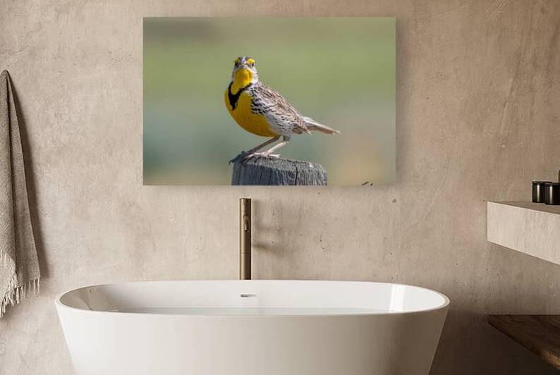 Western Meadowlark 0452 by Bryan Bosley