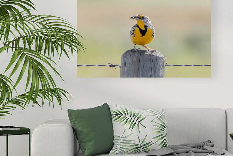 Western Meadowlark 0421 by Bryan Bosley