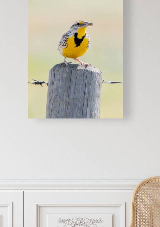 Western Meadowlark 0428 by Bryan Bosley
