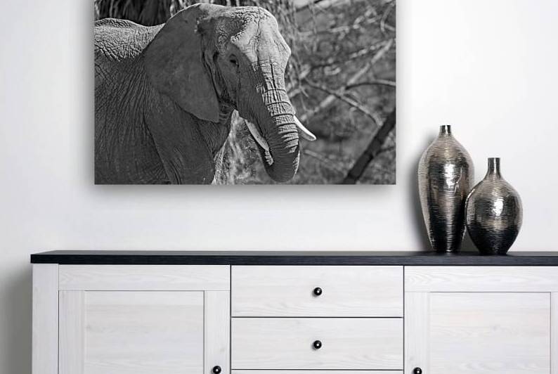 Elephant BW 7937 by Bryan Bosley